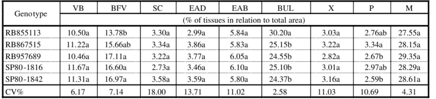 Table 1 - Tissue proportion in relation to total leaf blade area: Vascular bundles (VB); bundle sheath cells (BS);