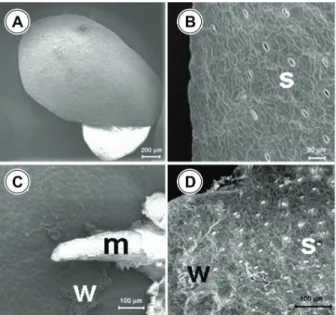 Figure 5 - Leaf surface of A. caroliniana (scanning electron micrographs). (A and B). Plants cultivated in Hoagland solution for six days