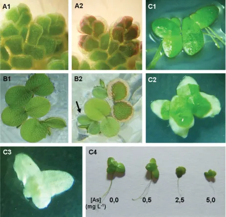Figure 9 - Symptomatology of plants exposed to As. A1- A. caroliniana: healthy leaves; A2 – anthocyanin accumulation in A