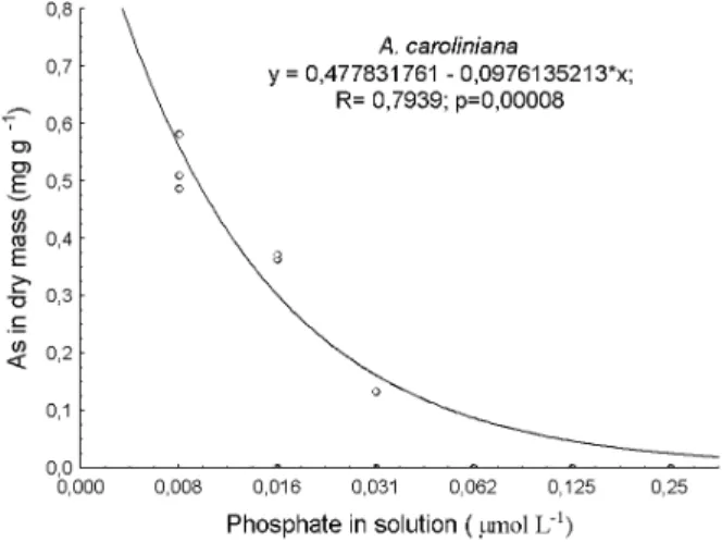 Figure 4 - Arsenic (As) absorption by A. caroliniana under different phosphate amounts in the solution.