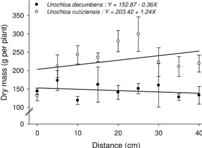 Figure 1 - Aboveground dry mass of Urochloa decumbens (90 days after planting – R 2  = 0.43) and Urochloa ruziziensis (150 days after planting – R 2  = 0.68) growing in coexistence with one plant of Eucalyptus urograndis C219H and H15 clones, respectively,