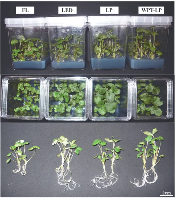 Figure 8  - Effect of various lighting systems (FL, LED tube, LP and WPT-LP system) on in vitro strawberry growth and development.