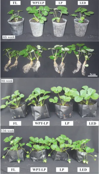 Figure 9  - A comparison of subsequent growth of in vitro strawberry plantlets under different lighting systems (FL;