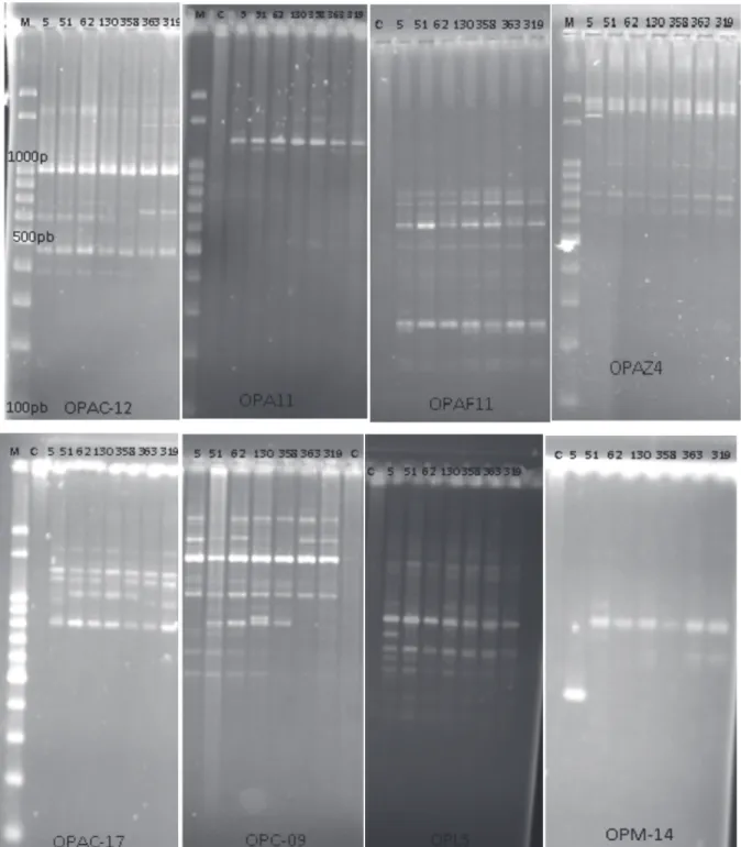 Figure 1 - Eletrophoretic profile of eight polymorphic RAPD primers in biotypes of Conyza bonariensis.