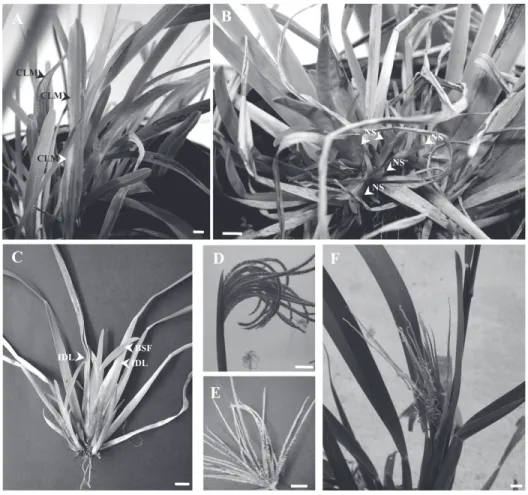 Figure 1 - Effects of the herbicide on shoot and inflorescences of Eustachys retusa: (A) chlorotic mottles (CLM); (B) new shoots (NS), (C) interval dead leaves (IDL) and blades folded over themselves (BSF); (D) inflorescence in the flag leaf, (E) spikelet 