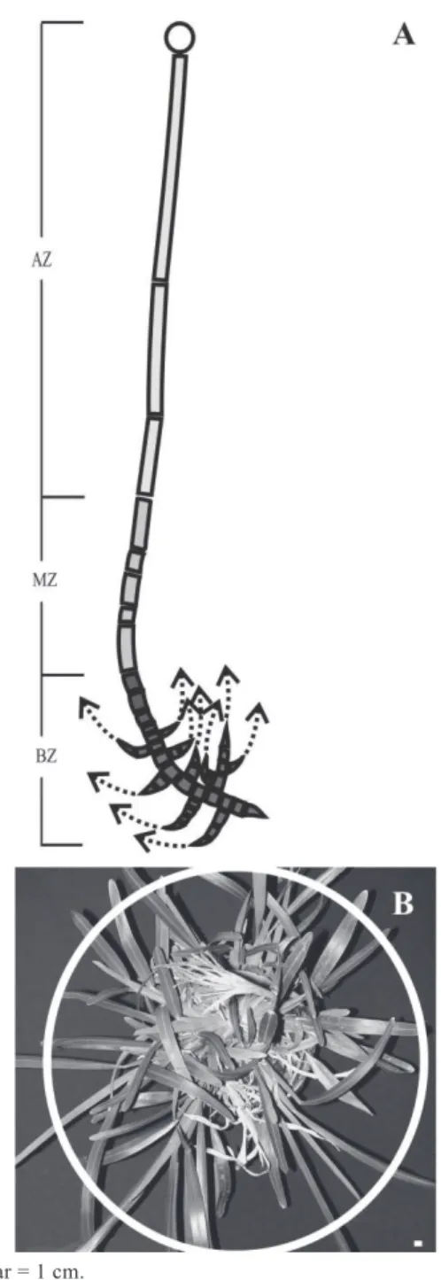 Figure 2 - Morpho-architectural characteristics of Eustachys retusa. (A) Structural area: basal zone (BZ), middle zone (MZ), apical zone (AZ); (B) crown-like tuft.