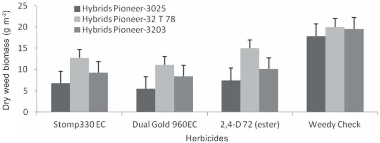 Figure 4 - Interaction of maize hybrids and herbicides on maize plant height (cm).