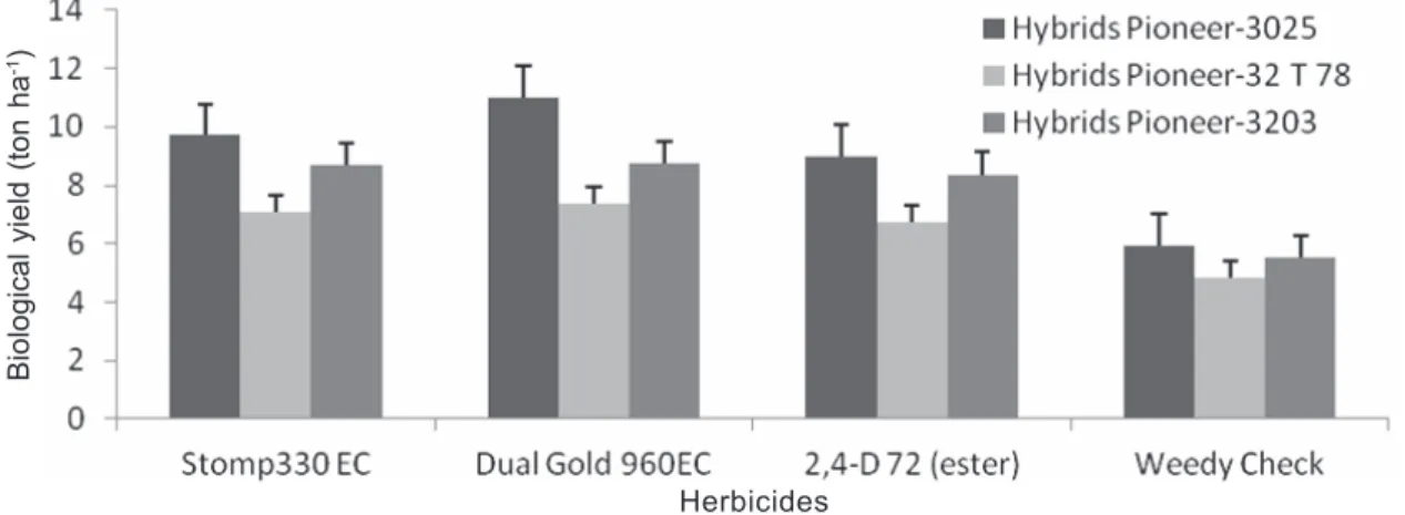 Figure 5 - Interaction of maize hybrids and herbicides on biological yield (ton ha -1 ).