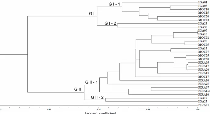 Figure 2  - Average genetic similarity dendrogram from the Jaccard coefficient with grouping by the UPGMA method, between the places of study (IGA=Igarapava; MOC=Mococa; PIRA=Piracicaba) – 2015.