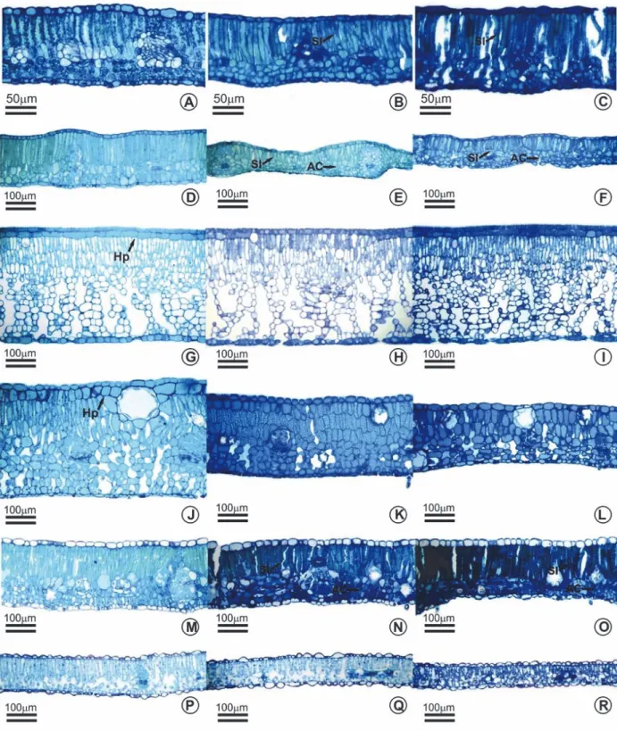 Figure 1 - Cross section of leaves of forest species: Schinopsis brasiliensis (A-C), Jacaranda puberula (D-F), Calophyllum braziliensis (G-I), Psidium myrsinoides (J-L), Terminalia argentea (M-O), Caesalpinia ferrea (P-R)