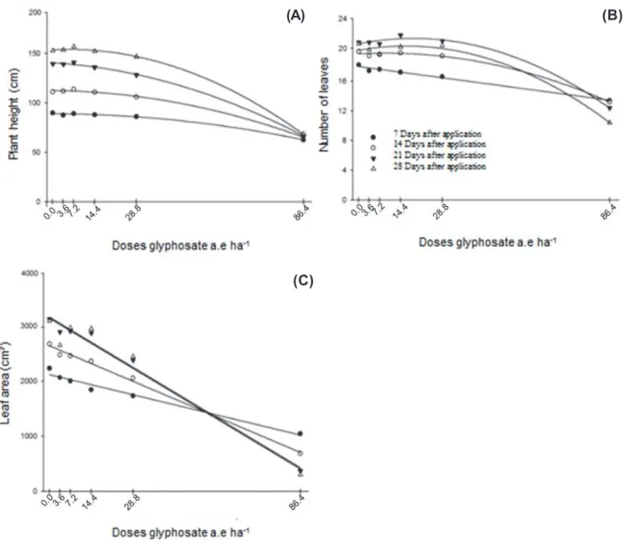Figure 1 - Plant Height (cm) (A), the number of sheets (B), and leaf area (cm²) (C) sunflower plants subjected to increasing levels of glyphosate and evaluated at 7, 14, 21 and 28 days after application DAA.