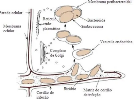 Figura 3:  Diagrama da libertação de rizóbio dos cordões de infeção  e consequente diferenciação em bacteróide