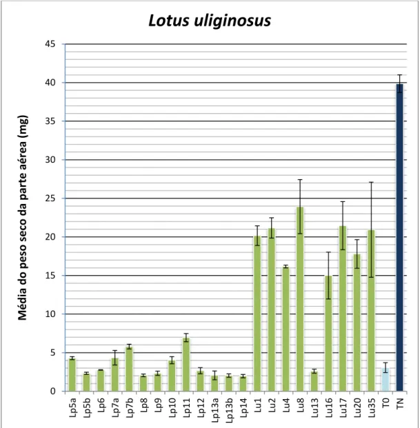 Figura  10: Média  dos  pesos  secos  dos  isolados  de  L.  parviflorus  e  de  L.  uliginosus,  e  respetivos  controlos  em  L