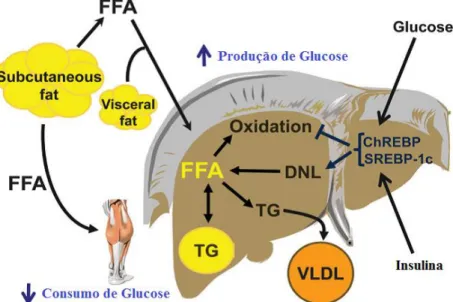 Figura 4 - Inter-relações fisiológicas entre o metabolismo dos AG, resistência à insulina, dislipidémias e  conteúdo de TGIH na EHNA