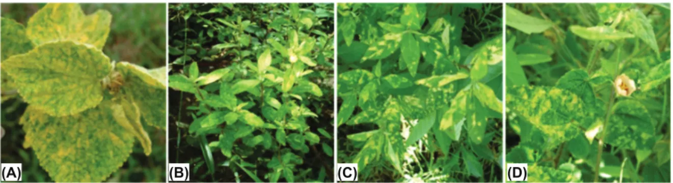 Figure 2 - Symptoms in weed samples from which new begomoviruses were obtained. (A) Reticulate yellow mosaic in the Sida micrantha sample from which isolate BR:Vic2:10 (Sida yellow net virus, SiYNV) was obtained; (B) Yellow mottle in the Sida sp.
