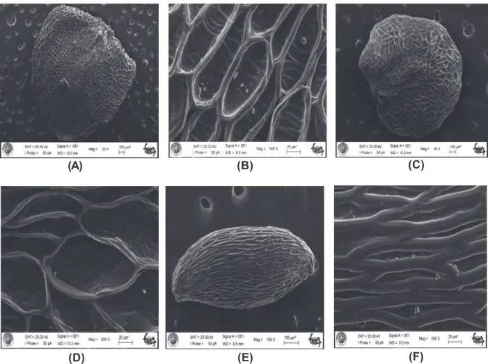 Figure 1 - SEM of seed surface of Gentiana at two different magnifications. (A-B): G. lutea; (C-D): G