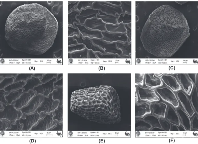 Figure 3 - SEM of seed surface of Gentiana at two different magnifications. (A-B): G. boissieri; (C D): G