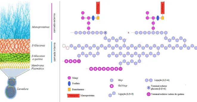 Figura 4: Representação esquemática da parede celular da levedura Saccharomyces cerevisiae