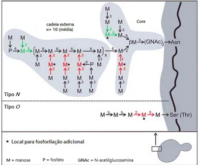 Figura 6: Estrutura de manoproteinas de S. cerevisiae com ligação a proteína tipo N e O