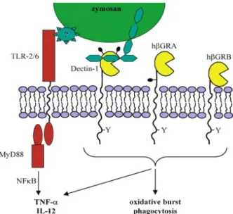 Figura 9: Resposta mediada pela interação β-glucana (zymosan) e recetor dectina-1. (hβGRA e hβGRB são  isoformas da dectina-1, as quais aparentam possuir a mesma interação e finalidade) [26]