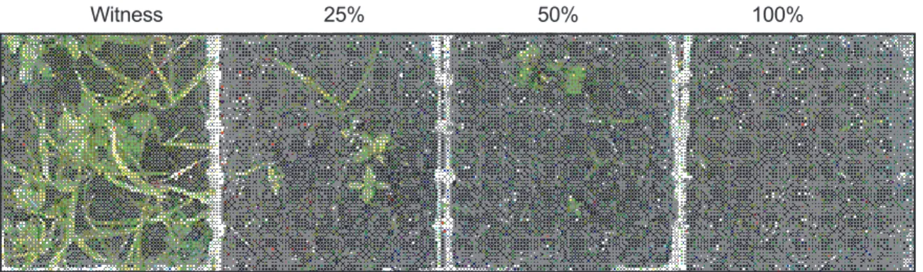 Figure 1 shows the effect of differents doses of  S. trilobata residues and the inhibition germination on weed seed.
