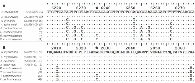 Figure 1 - Multiple alignment of partial nucleotide (A) and deduced amino acid (B) sequences of chloroplastic ACCase gene CT domain (Region B) from resistant (R) and susceptible (S) R