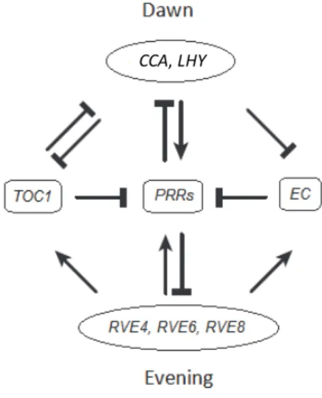Figure 2 - Simplified model of the transcriptional regulation among the classes of the circadian clock.