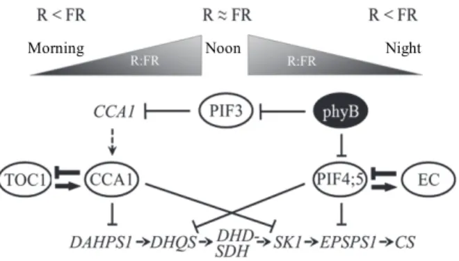 Figure 4 - Relationship between the light quality (R:FR), the phytochrome B (phyB) activity, the circadian clock and the shikimate metabolic pathway.