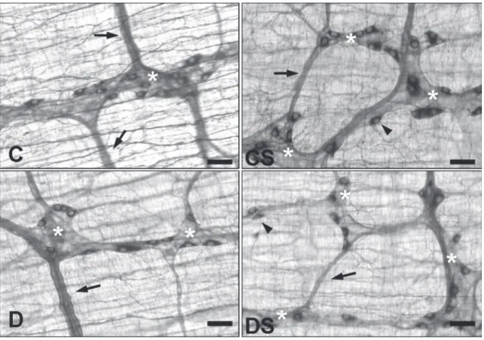 Table 2. Means and standard error (SE) of: the NADPH- NADPH-diaphorase stained neurons present in 13.33 mm 2  of ileum whole-mount preparations and respective cellular