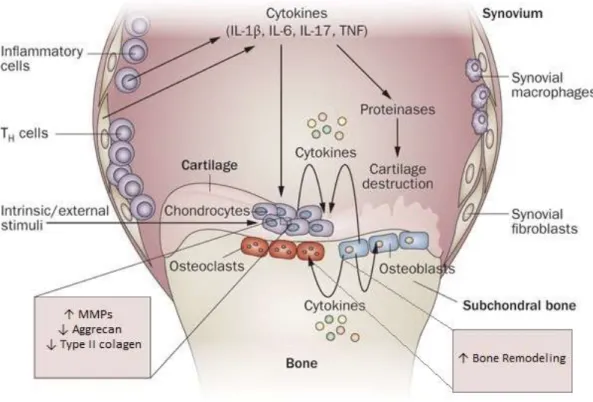 Figura 7: Mecanismo fisiopatológico da osteoartrite [104]. 