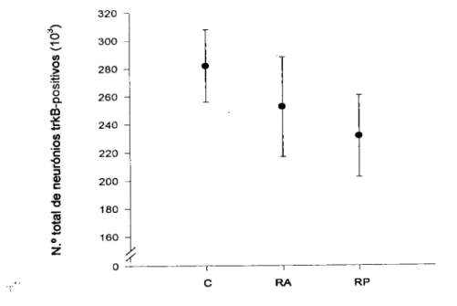 Figura 4. Representação gráfica do número total de células granulares da faseia  denteada TrkB-imunoreactivas, estimado nos grupos de ratos controlos (C), submetidos a  restrição alimentar (RA) e alimentados com dieta hipoproteica (RP)