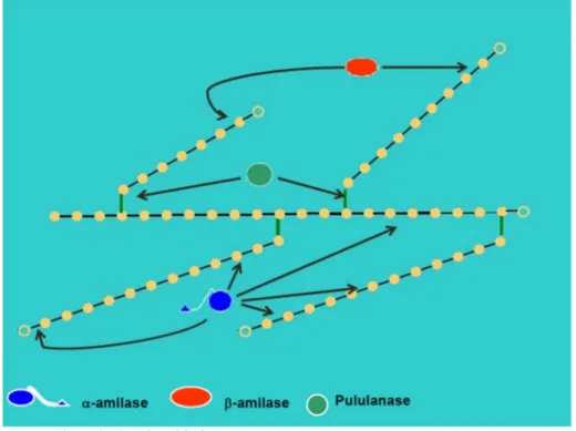 Figura 4 – Interação das enzimas α-amilases, β-amilases e pululanases com a cadeia  de amilopectina 