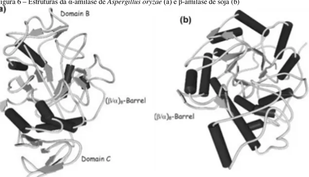 Figura 6 – Estruturas da α-amilase de Aspergillus oryzae (a) e β-amilase de soja (b)  