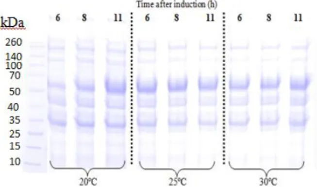 Figure 1- SDS-PAGE of lactose as the inducer in shake flask. Effect of temperature on PspA3 production by  lactose in shake flask experiments