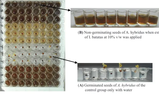 Figure 1 shows the plate where the test was performed with A. hybridus seeds and different concentrations of sweet potato extracts