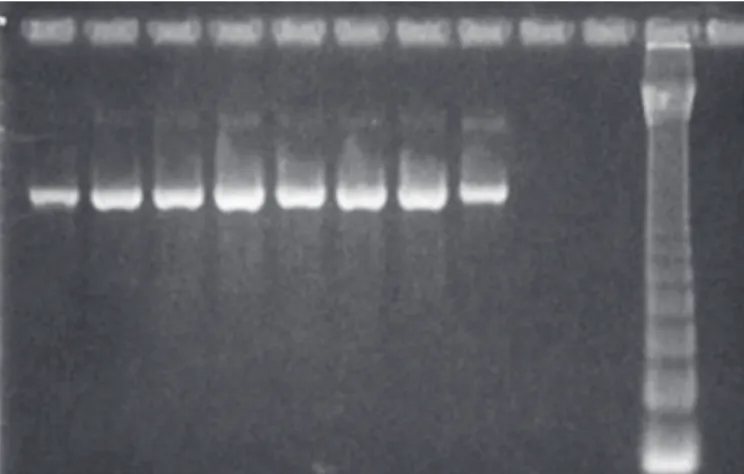 Figure 3 shows a phylogenetic analysis of the HA orthopoxvirus gene, demonstrating homology between the Cantagalo/IOC and original Cantagalo strains and a close relationship with the IOC vaccine strain, which has been used as antigen for the serology.