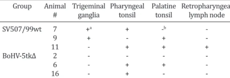 Table 4. Detection of mRNA of glycoprotein B gene of bovine  herpesvirus type 5 (BoHV-5) by RT-PCR in neural and  non-neural tissues of lambs inoculated with the parental BoHV-5 