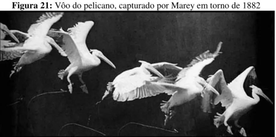 Figura 21: Vôo do pelicano, capturado por Marey em torno de 1882 
