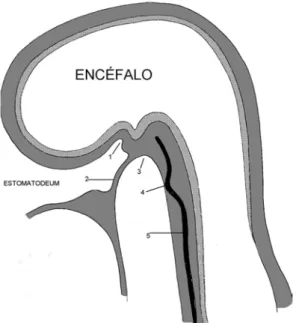 Fig. 2 – Embrião 3ª semana. 1-Bolsa de Rathke, 2-membrana bucofaríngea, 3-bolsa de Seessel, 4-localização da bolsa de Tornwaldt, 5-notocórdio.