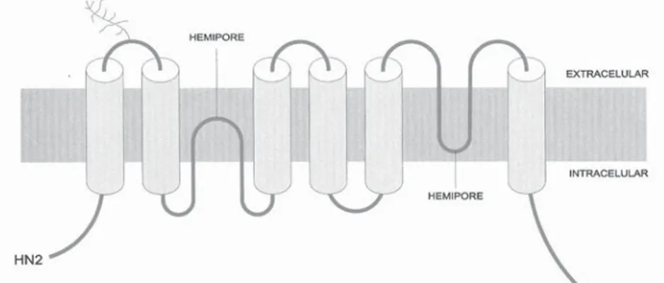 Fig. 9 – Membrana plasmática – aquoporinas.
