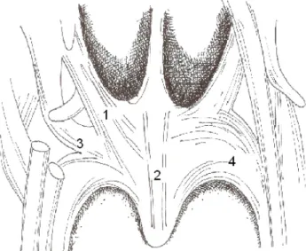 Fig. 10 – Músculos do palato. 1-levantador do palato, 2-uvula, 3-tensor do palato, 4-palatofaríngeo.