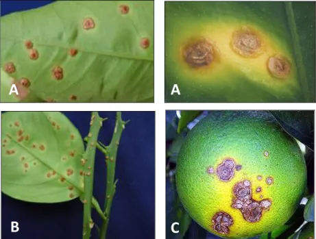 Figura  2.  Lesões  provocadas  pelo  cancro  cítrico  em  (A)  folhas,  (B)  ramos  e  (C)  frutos