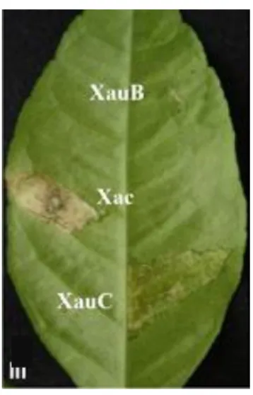 Figura 3. Sintomas da cancrose cítrica causada por XAC, XauB e XauC em  folha de Citrus aurantifolia, 21 dias após a inoculação.
