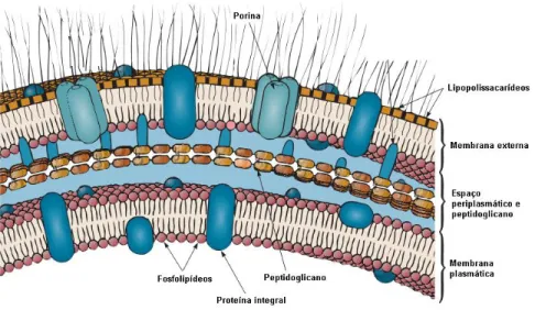 Figura 4. Estrutura do envelope celular de bactérias Gram-negativas