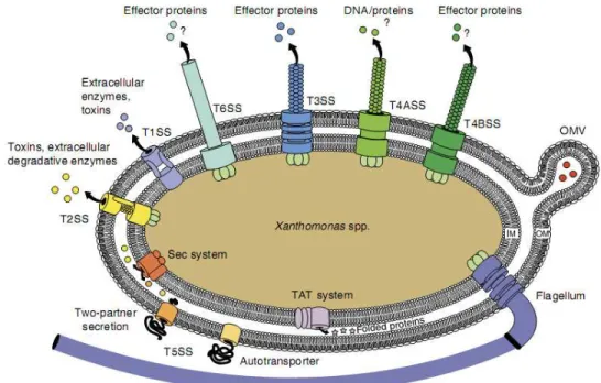 Figura 6. Representação esquemática dos sistemas de secreção de Xanthomonas spp. Seis tipos  de sistemas de secreção são codificados