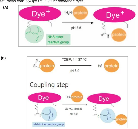 Figura 8. Esquema da reação de marcação com  CyDyes (GE Healthcare). (A) Reação de  marcação  mínima  com  CyDye  DIGE  Fluor  minimal  dye