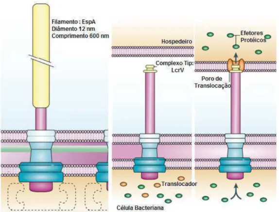 Figura  6: Sistema  de  secreção  tipo  III.  Estrutura  do  Injectiossomo/  Complexo  “agulha”  