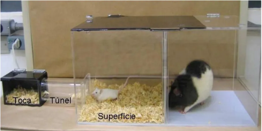 Figura 1. Teste de Exposição ao rato ilustrando os compartimentos toca, túnel e superfície.