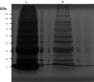 Figure 7: Optimization of the  protein extraction protocol for  different types  of samples (healthy and failing  myocardium)