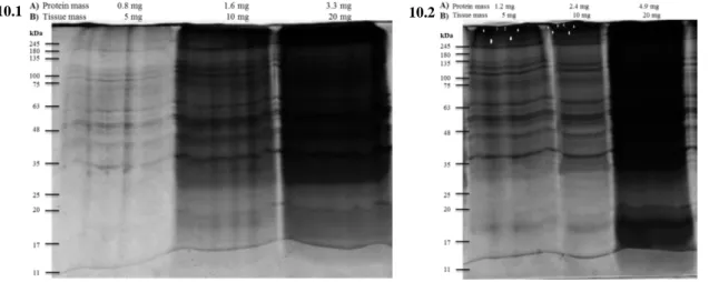 Figure  10:  Optimization  of  the  homogenizing  method.  SDS-PAGE  of  the  protein  aggregates-enriched  fractions  obtained  from  cardiac  tissue  of  failing  (10.1)  and  healthy  rat  heart  (10.2)